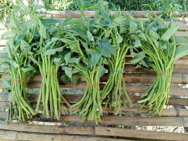Fresh Kangkong
