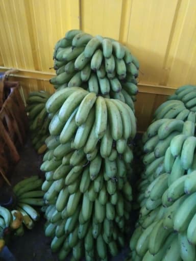 Lakatan