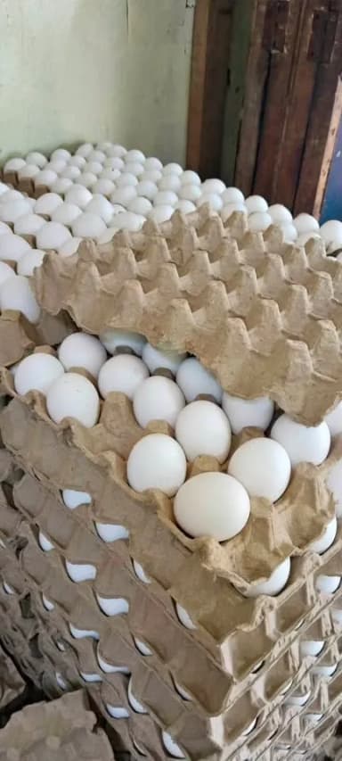 small eggs