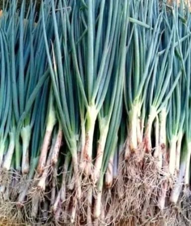 Spring Onion - Fresh Sibuyas Dahon
