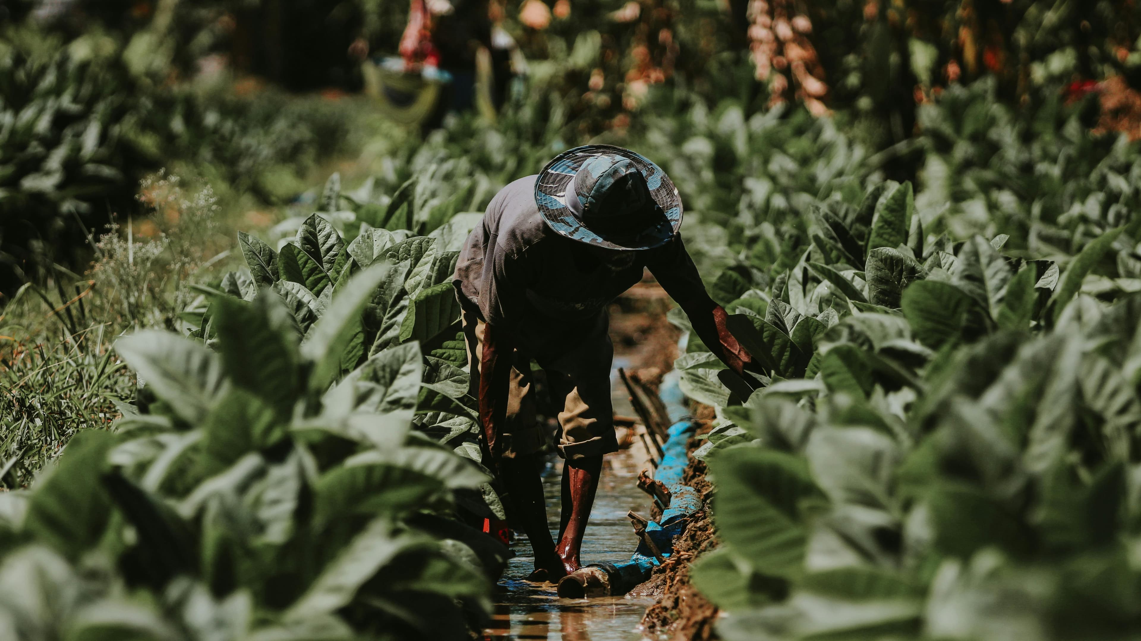 How to Start a Successful Agribusiness: A Simple Guide for Everyone