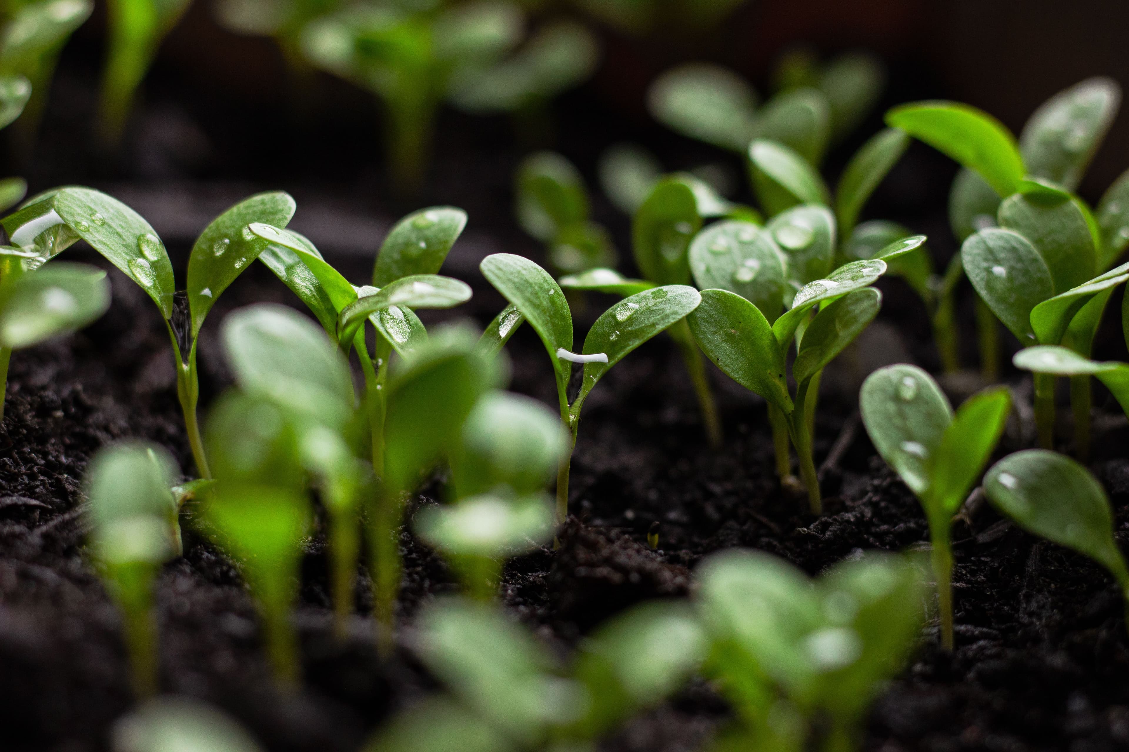 5 Microgreens You Can Buy on FarmyHub to Elevate Your Daily Meals — Top Local Varieties, Health Benefits, and Easy Ways to Use Them