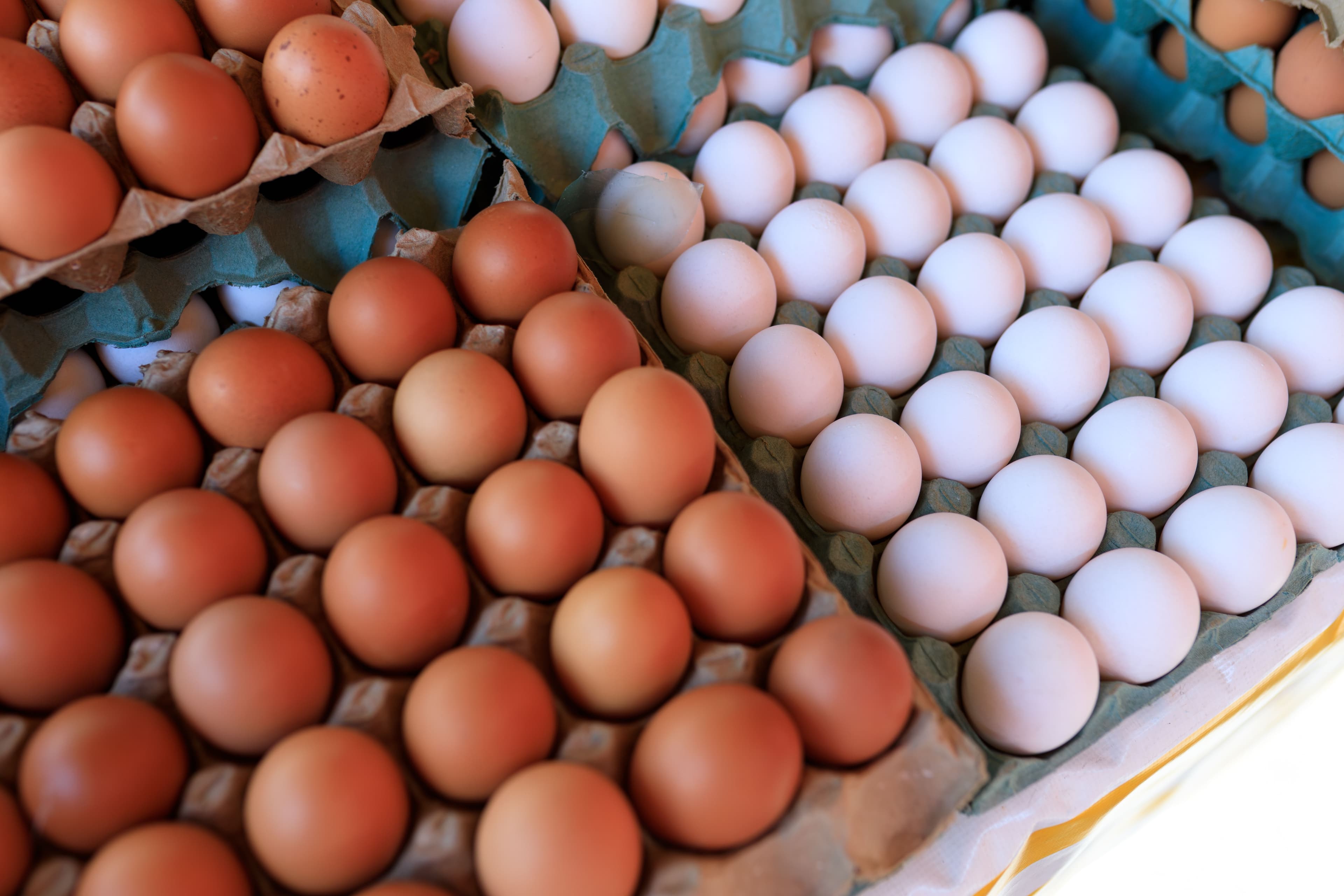 Top 3 Fresh Egg Varieties for Local Food Businesses and Retailers—Bulk Ordering Tips, Freshness Standards, and Sourcing Direct from Local Farmers