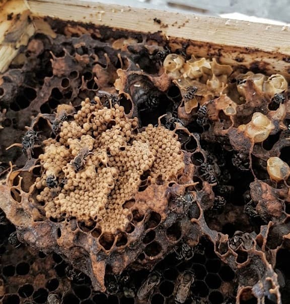 Bee Farming in the Philippines: 10 Steps to Start a Honey Business (Cost, Income & Guide 2026)