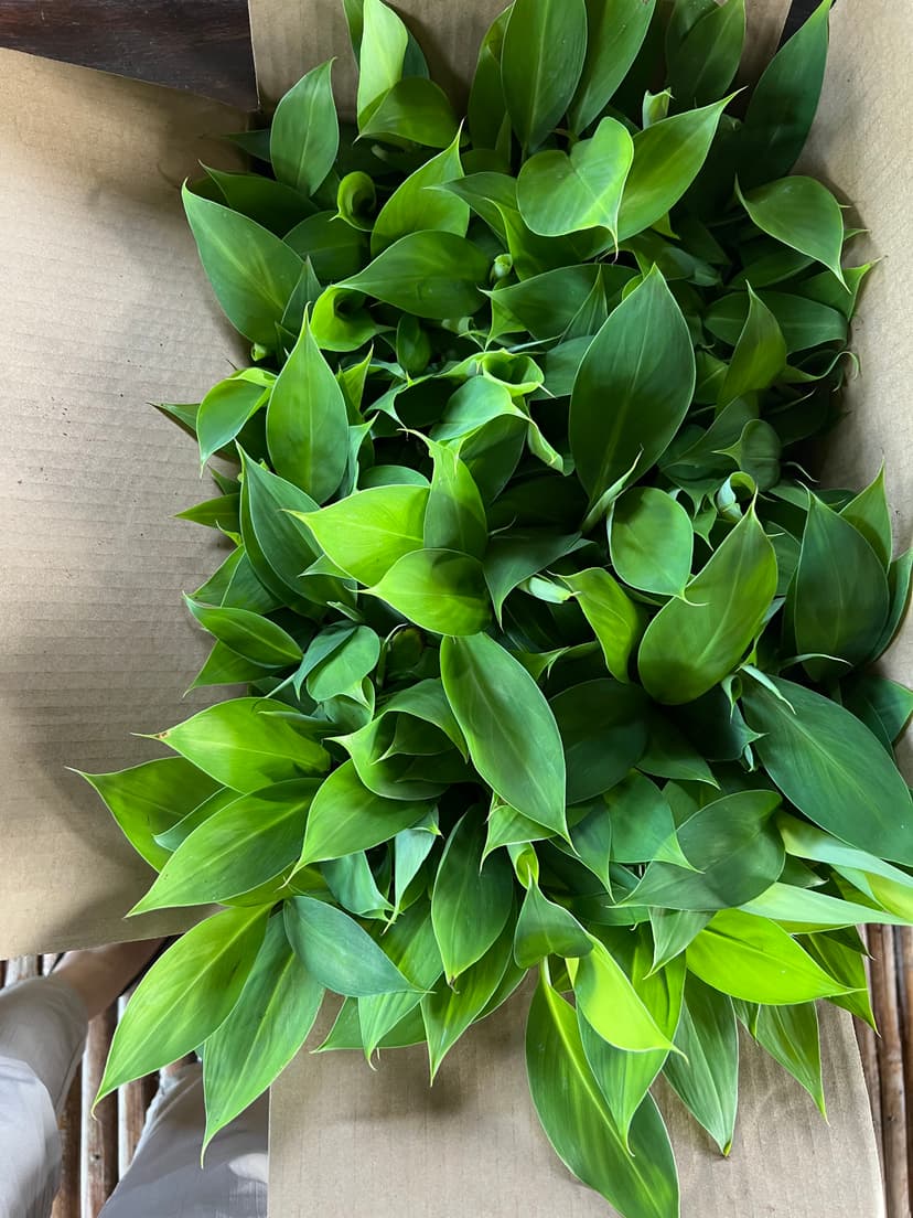 Uprooted Tissue Cultured Banana Seedlings