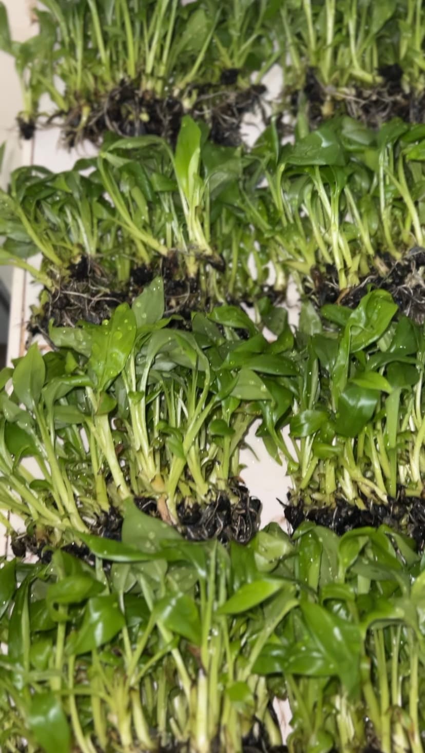 Tissue Cultured Banana Meristems