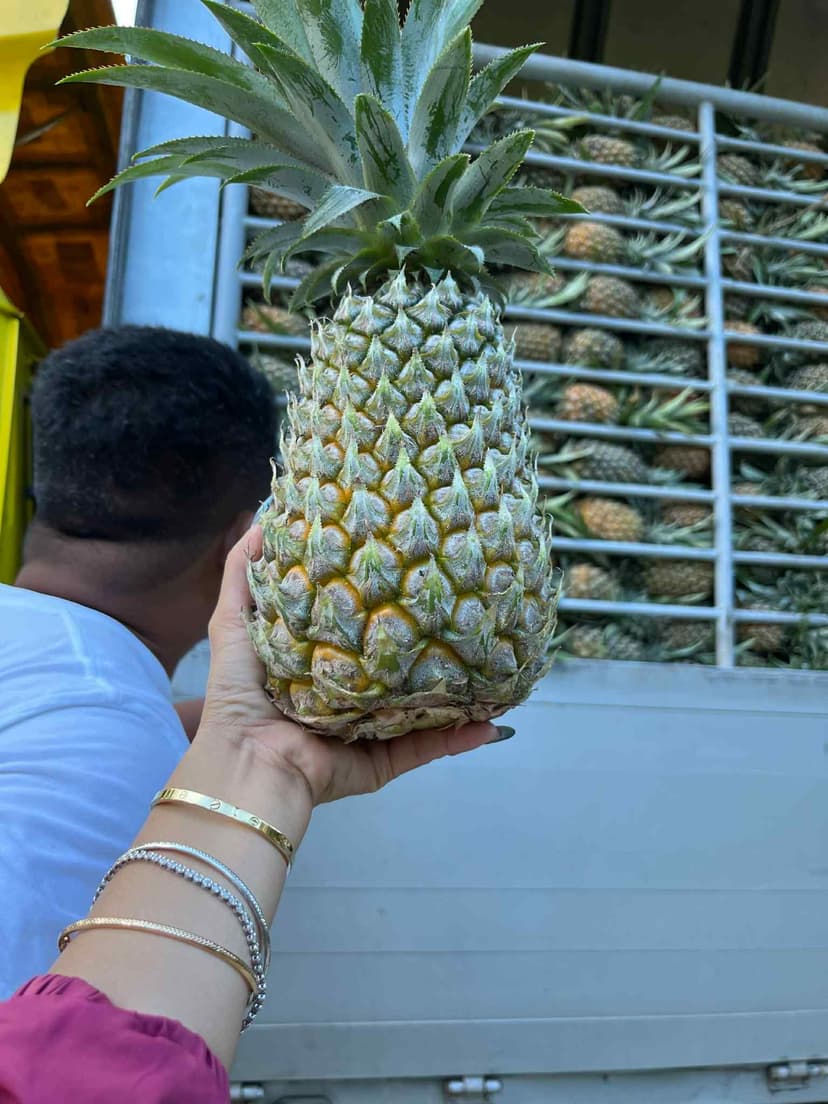 PINEAPPLE MULTIPLE VARIETIES