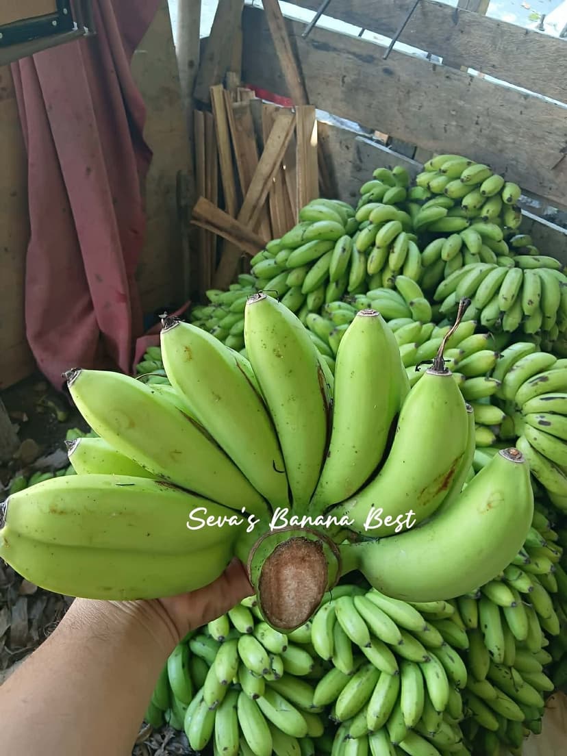 TONDAN BANANAS