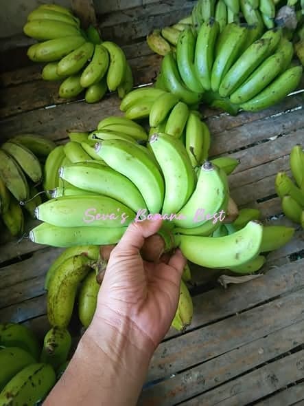 TONDAN RX BANANAS