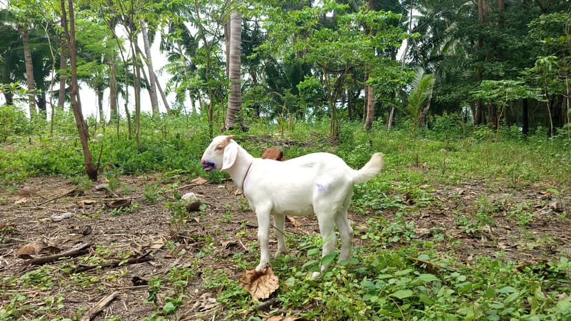 Native, upgraded, and Boer