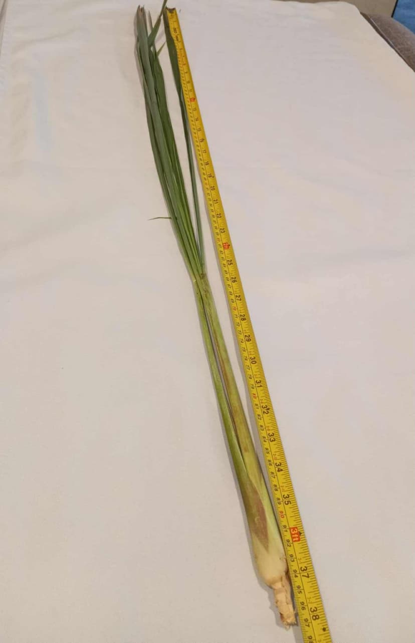 Fresh Lemongrass (Tanglad) - Farm Direct