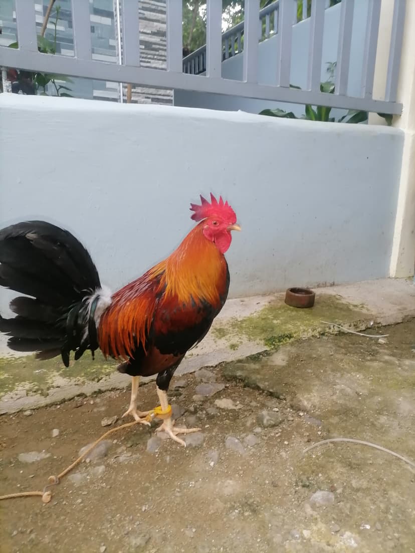 GOOD AND QUALITY BLOODLINES