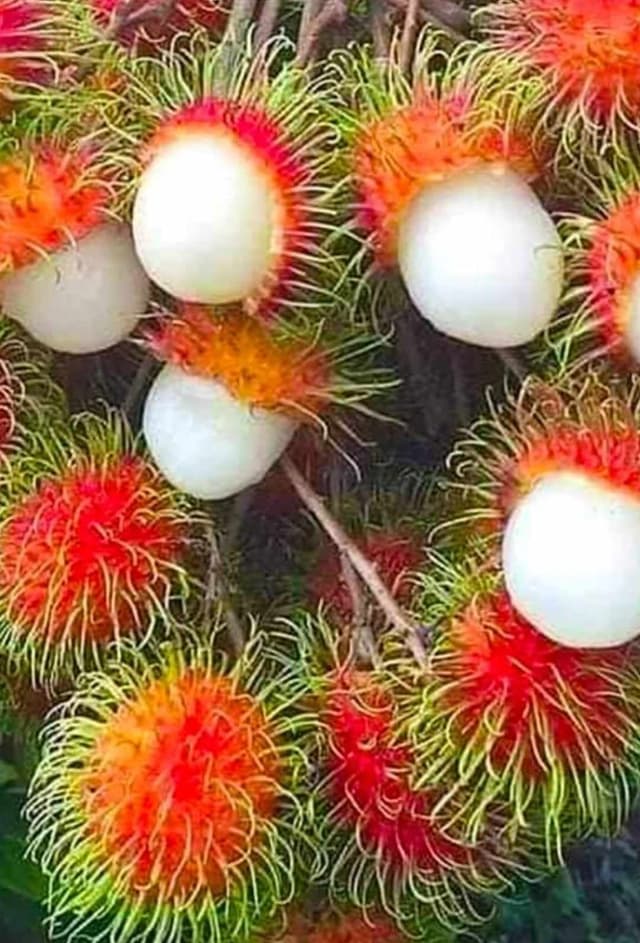 π Rambutan RR Seedling