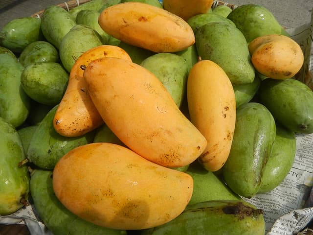 π₯ Piko Mango Seedling