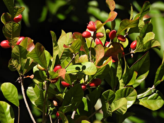 π Magic Fruit Seedling