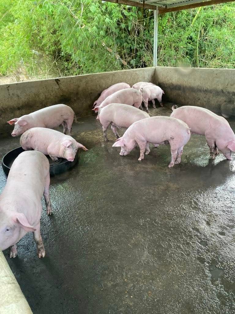 10 ka Himsog nga Baboy For Sale