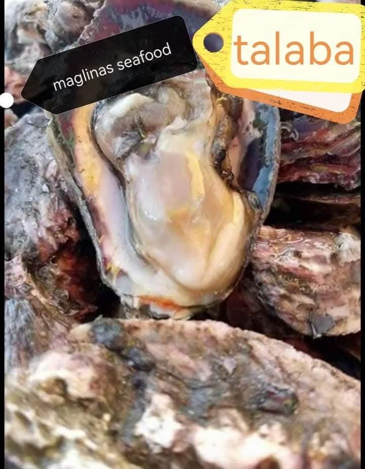 Talaba Shell (Oysters in Shell)