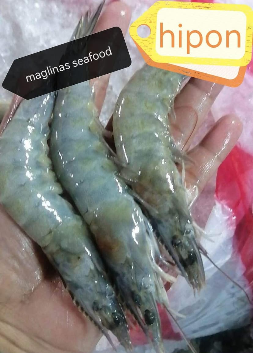 🦐 Hipon – Big (Shrimp)