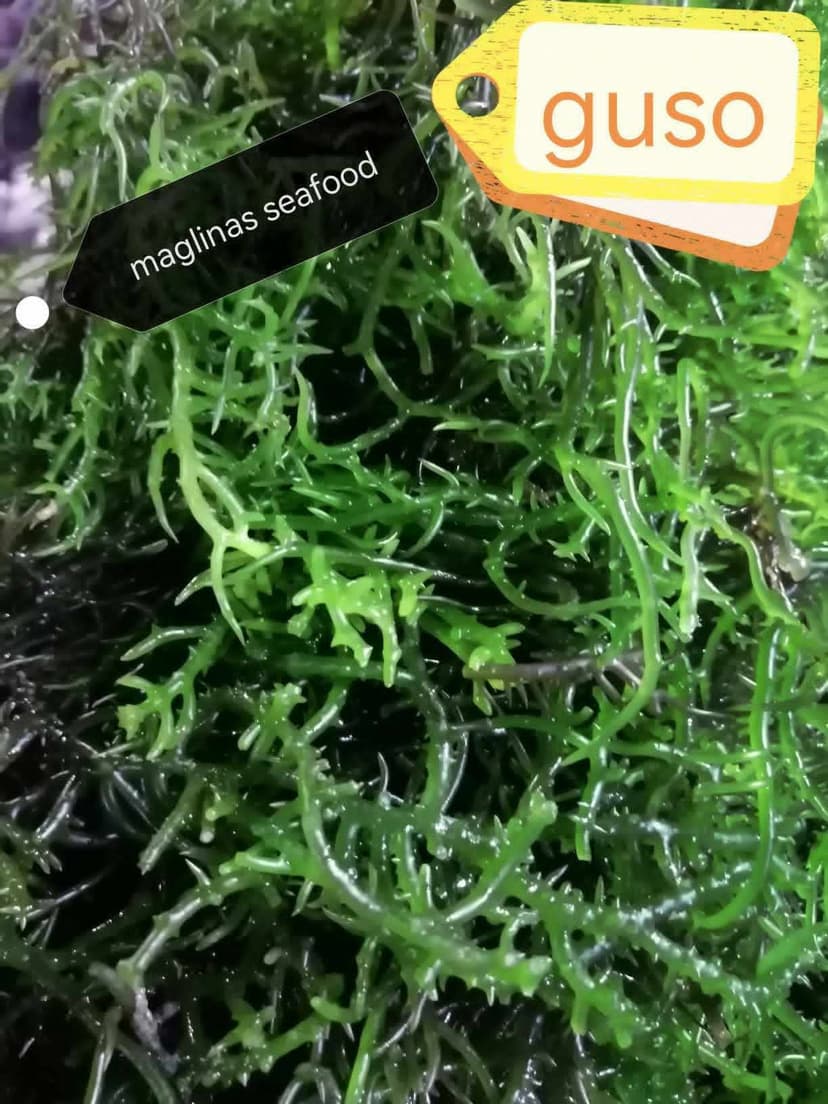 Guso (Seaweed)