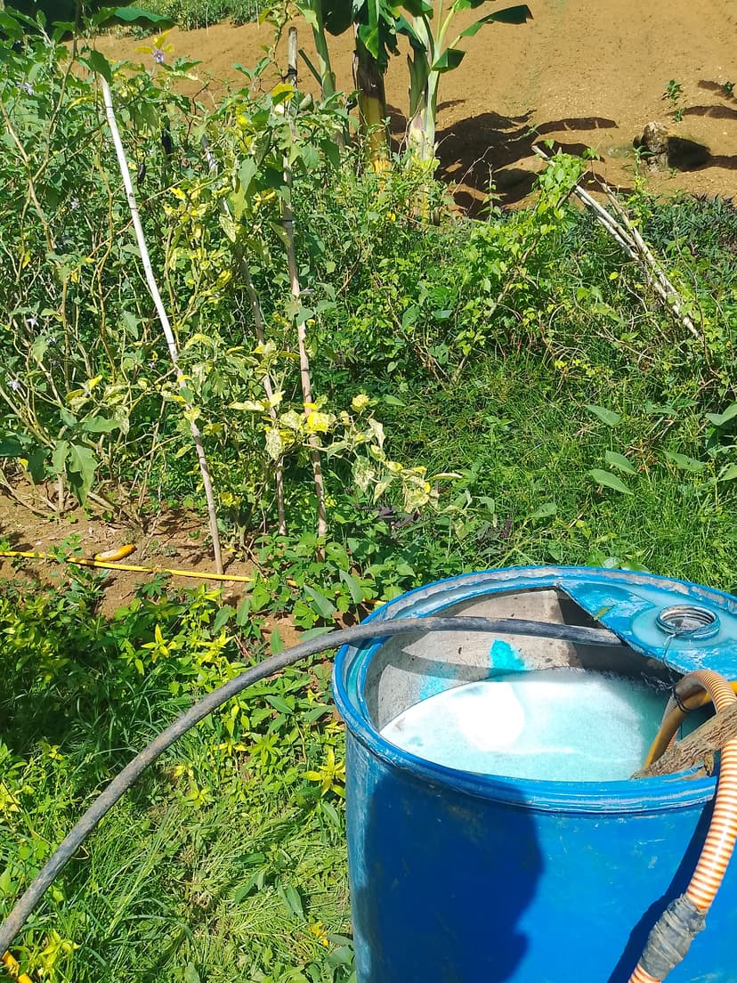 HAMIS OG KALIDAD NGA TALONG