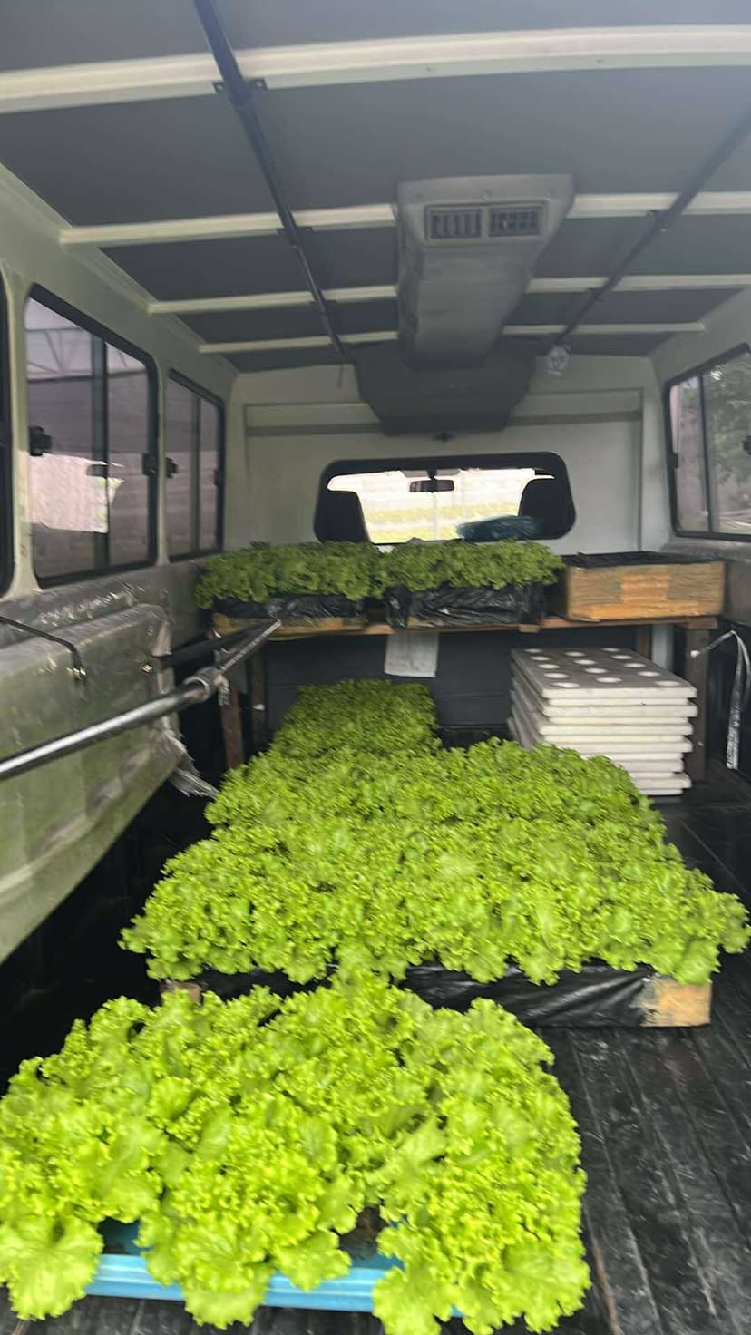 Selling Batavia Variety