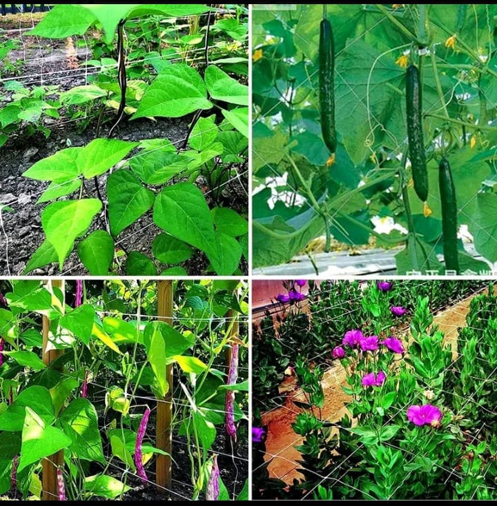 2m x 100m Garden plant climbing net