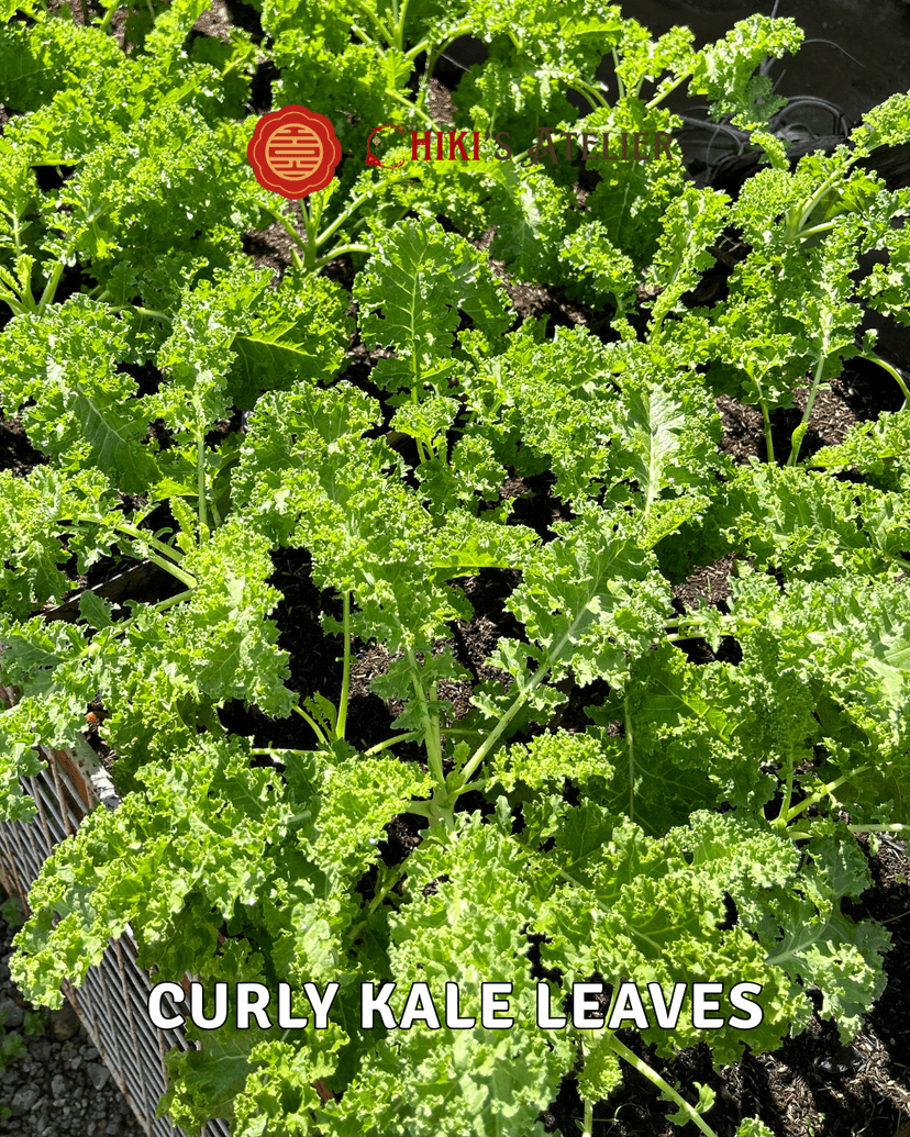 Fresh Kale Leaves