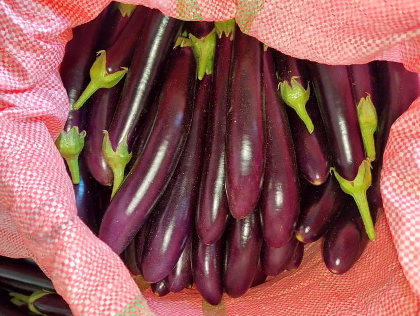 April's Eggplant Production